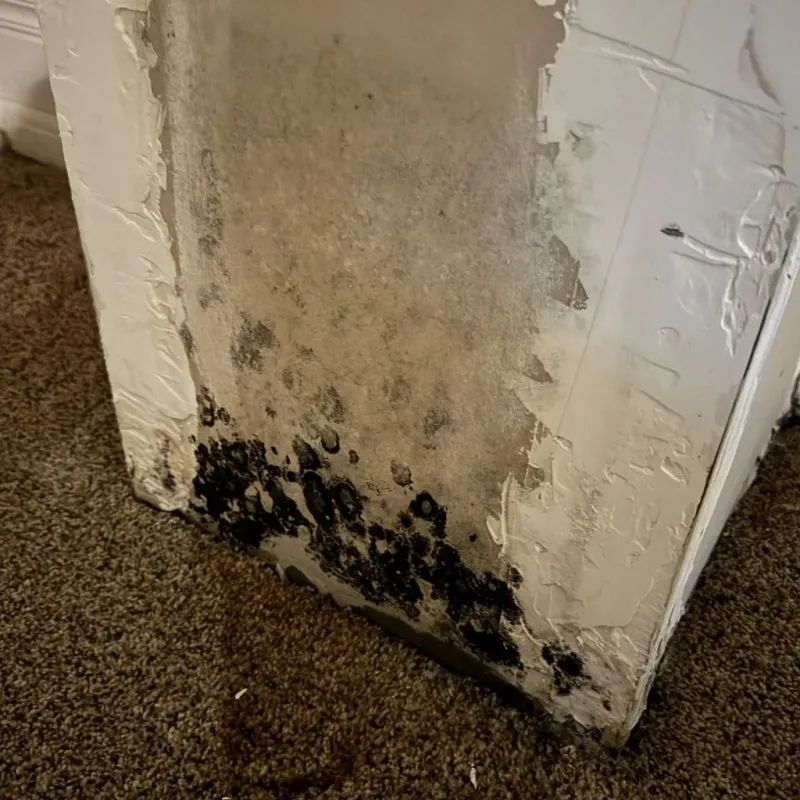 Professional Mold Removal in Eldorado, IL